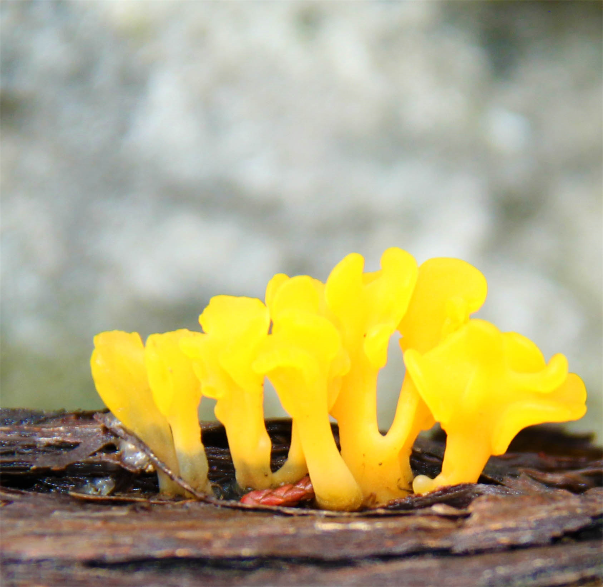 DAPACU Photography
Flora of Hill Country Texas